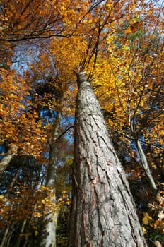 Nature in autumn