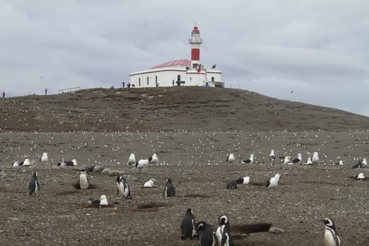 Penguins in Patagonia