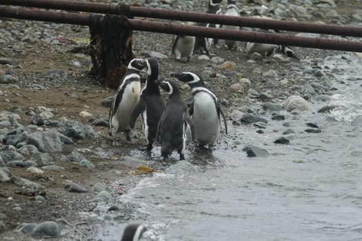 Penguins in Patagonia
