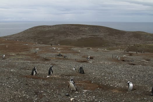 Penguins in Patagonia