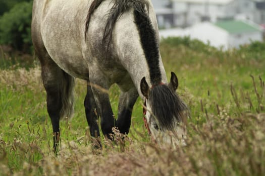Chiloe Chile - White horse