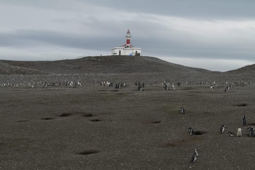 Penguins in Patagonia