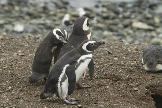 Penguins in Patagonia