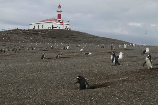 Penguins in Patagonia