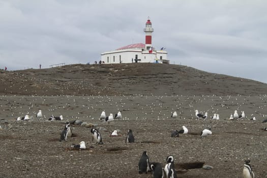 Penguins in Patagonia