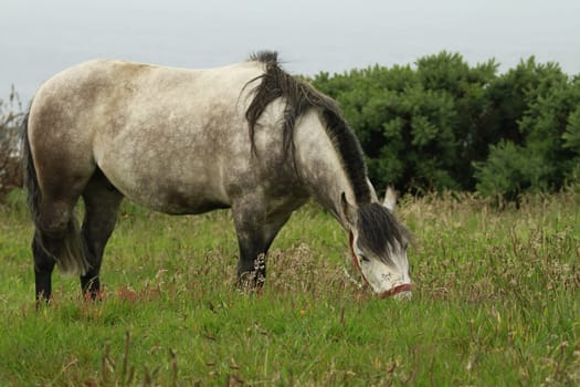 Chiloe Chile - White horse
