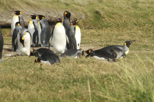 parqueParque Pinguino Rey - King Penguin park on Tierra del fuego