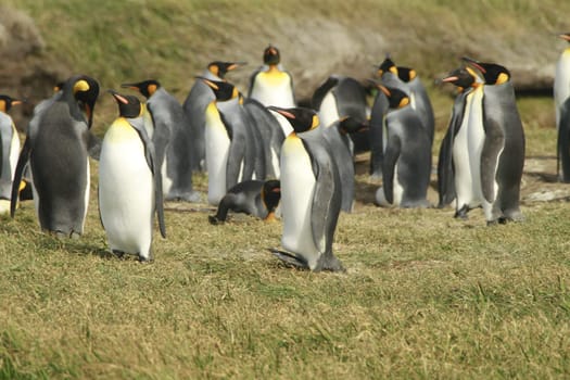 parqueParque Pinguino Rey - King Penguin park on Tierra del fuego