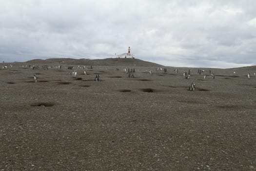 Penguins in Patagonia