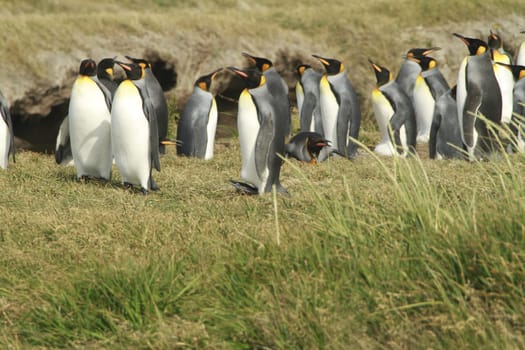 parqueParque Pinguino Rey - King Penguin park on Tierra del fuego