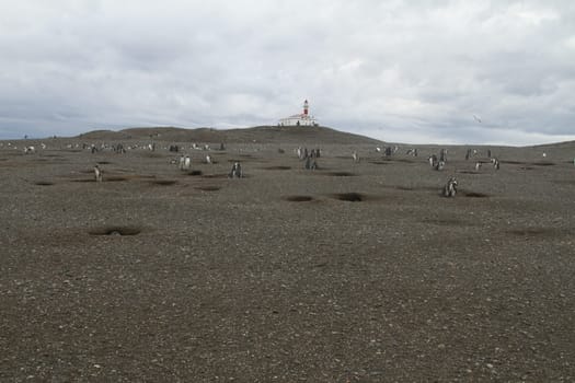 Penguins in Patagonia
