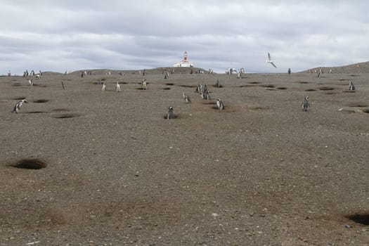 Penguins in Patagonia