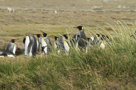 parqueParque Pinguino Rey - King Penguin park on Tierra del fuego