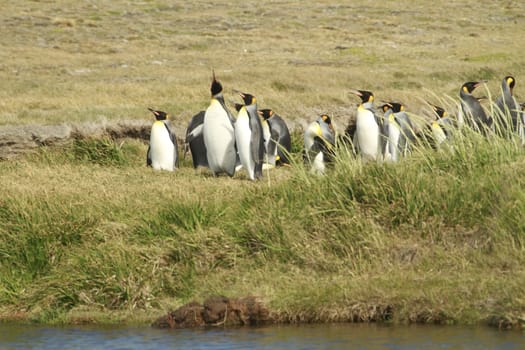 parqueParque Pinguino Rey - King Penguin park on Tierra del fuego