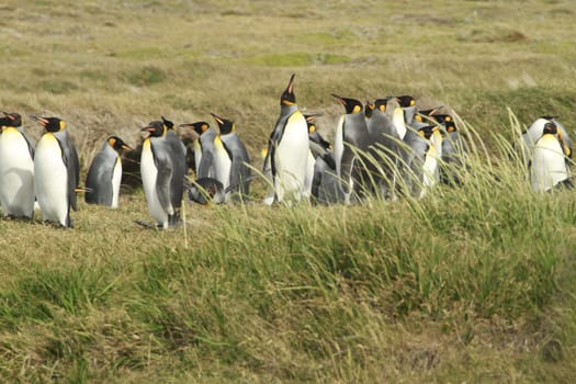 parqueParque Pinguino Rey - King Penguin park on Tierra del fuego