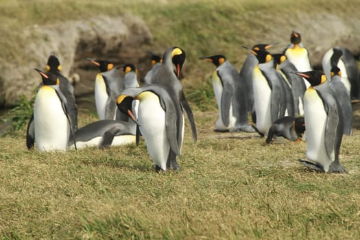parqueParque Pinguino Rey - King Penguin park on Tierra del fuego