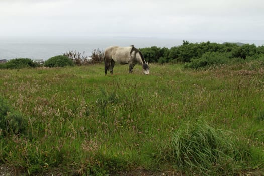 Chiloe Chile - White horse