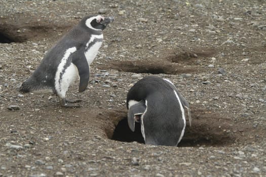 Penguins in Patagonia