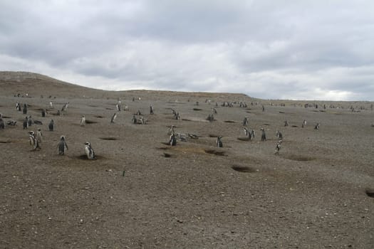 Penguins in Patagonia