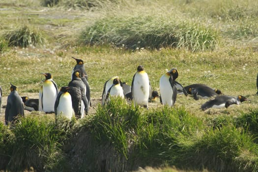 parqueParque Pinguino Rey - King Penguin park on Tierra del fuego