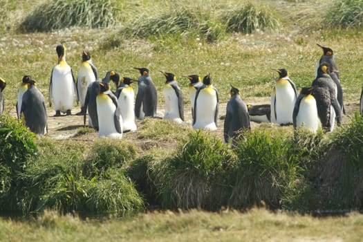 parqueParque Pinguino Rey - King Penguin park on Tierra del fuego
