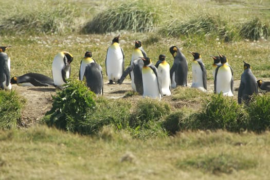parqueParque Pinguino Rey - King Penguin park on Tierra del fuego