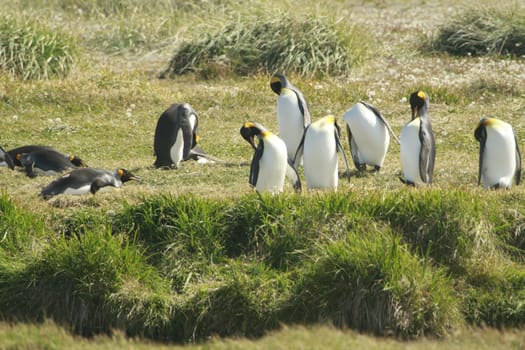 parqueParque Pinguino Rey - King Penguin park on Tierra del fuego