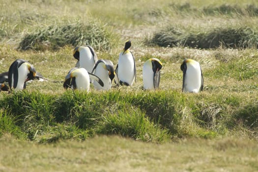 parqueParque Pinguino Rey - King Penguin park on Tierra del fuego