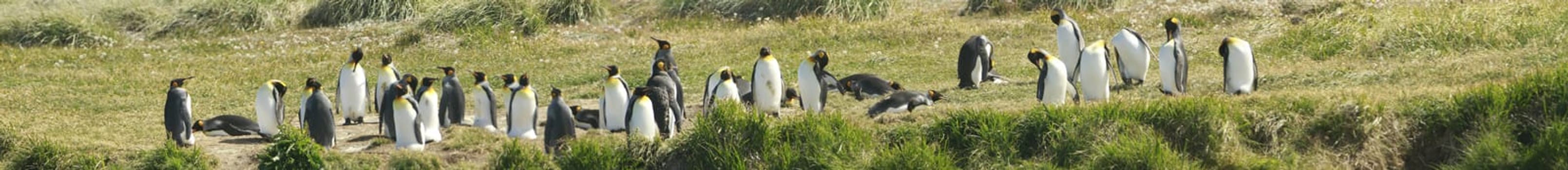 parqueParque Pinguino Rey - King Penguin park on Tierra del fuego