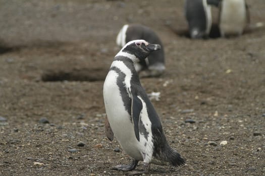 Penguins in Patagonia