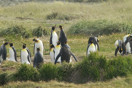 parqueParque Pinguino Rey - King Penguin park on Tierra del fuego