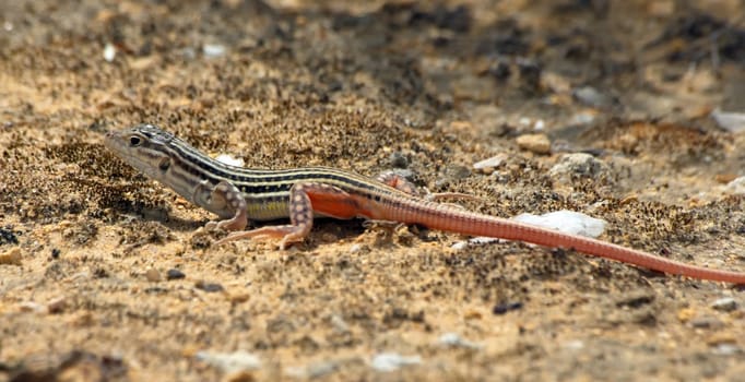 Lizard sunbathing