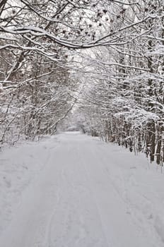 Empty winter road