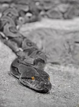 Head of a snake with yellow eyes