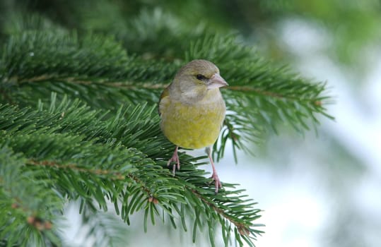 The greenfinch