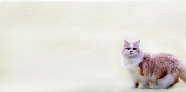 cat with nice background for adv or others purpose use