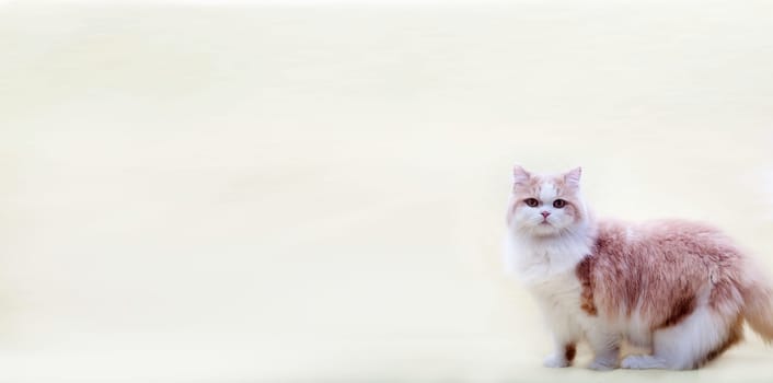 cat with nice background for adv or others purpose use