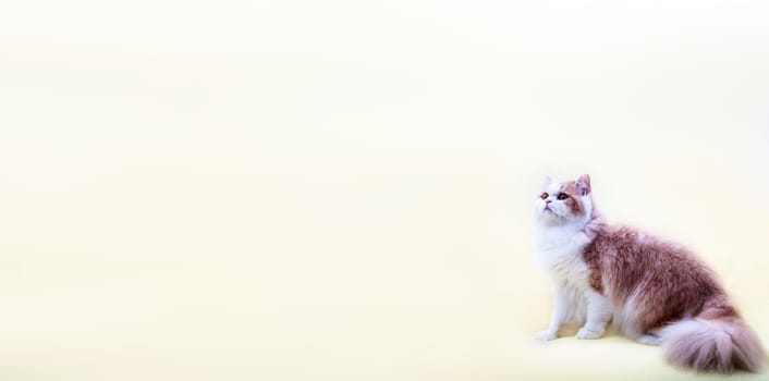 cat with nice background for adv or others purpose use