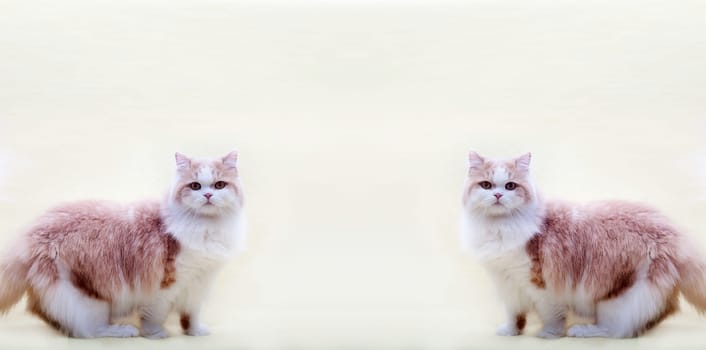 cat with nice background for adv or others purpose use