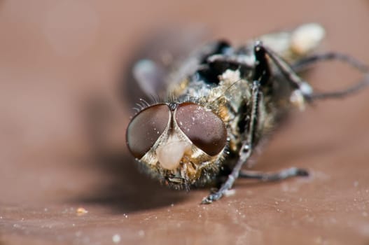 Macro image of a dead fly (Musca domestica) after using a fly swatter
