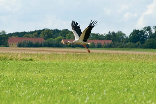 Side shot of a single white stork (Ciconia ciconia) taking off from the ground in flight in front of a cloudy sky and green field