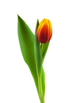 Tulip,close-up of flower against white background