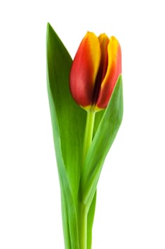 Tulip,close-up of flower against white background