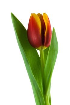 Tulip,close-up of flower against white background
