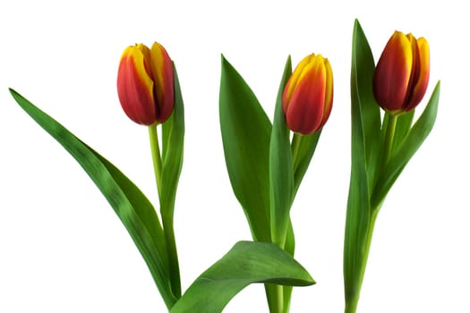 Tulip,close-up of flower against white background