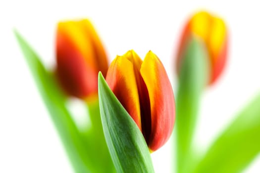 Tulip,close-up of flower against white background