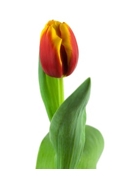 Tulip,close-up of flower against white background