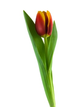 Tulip,close-up of flower against white background