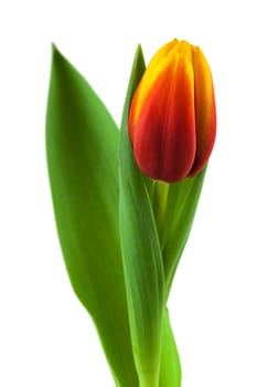 Tulip,close-up of flower against white background