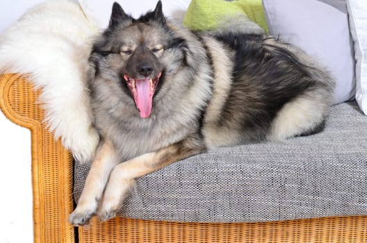 Dog on sofa with cushion